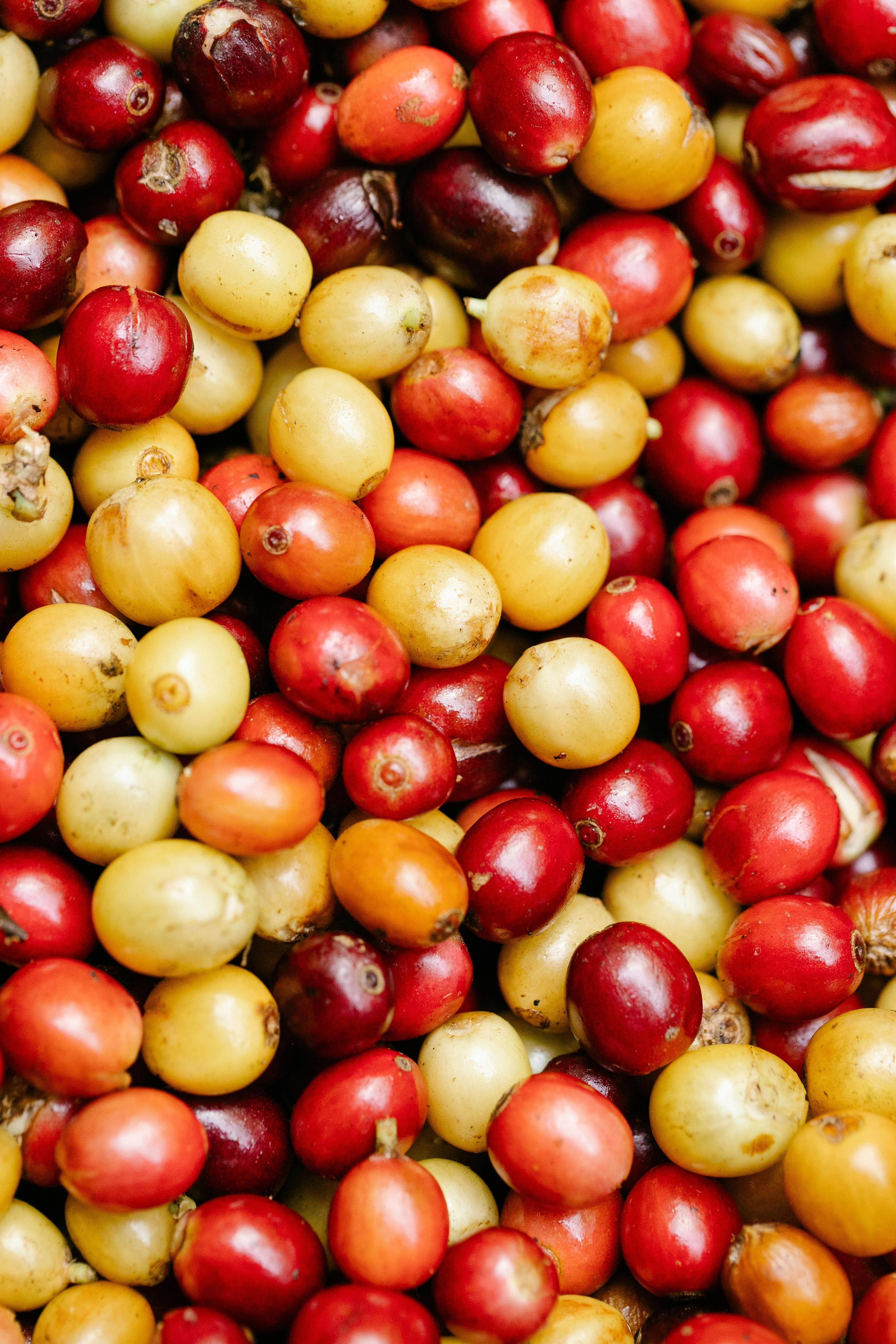 Cover for Upcycling Coffee Pulp into Sustainable Filters
